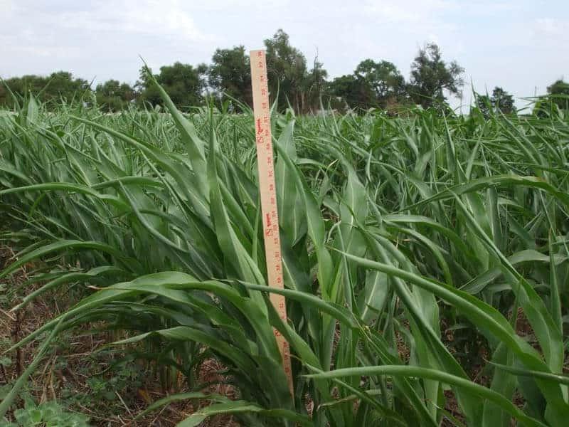 米尺测量苏丹草